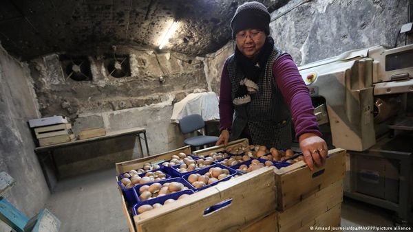 विरासत बचाने को संघर्ष कर रहे हैं पेरिस के मशरूम किसान