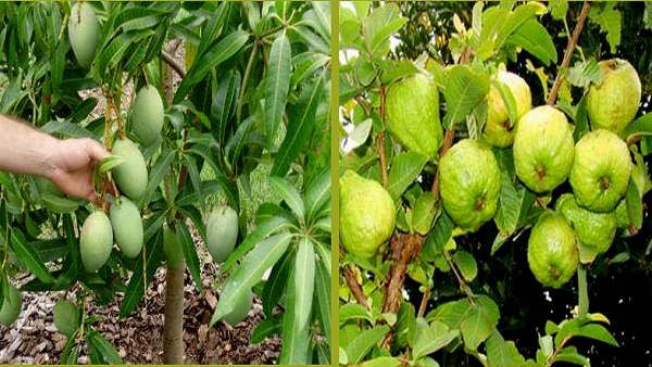 हरियाणा सरकार देगी बागवानी फसलों की लागत पर किसानों को 50% अनुदान, जानिए कैसे पाएं इसे?