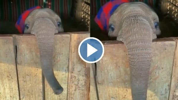 Watch: हाथी के बच्चे को सूझी मस्ती, बार-बार देखा जा रहा है लुका-छिपी खेलने का ये क्यूब Video