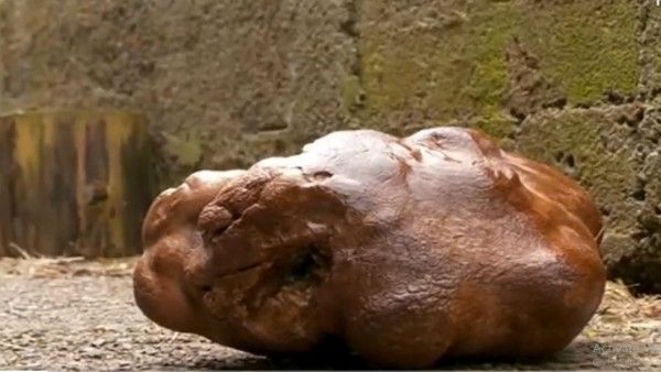 इस दंपति ने उगाया दुनिया का सबसे बड़ा आलू, गिनीज वर्ल्ड रिकॉर्ड के लिए दिया आवेदन