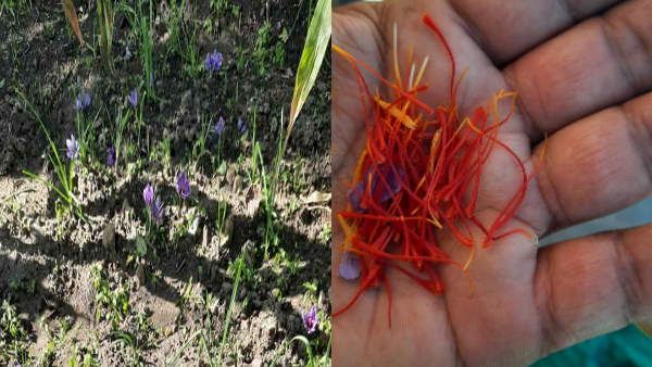 अब उत्तराखंड के पहाड़ों में महकेगा कश्मीर का केसर, हर्षिल घाटी में खिले फूल