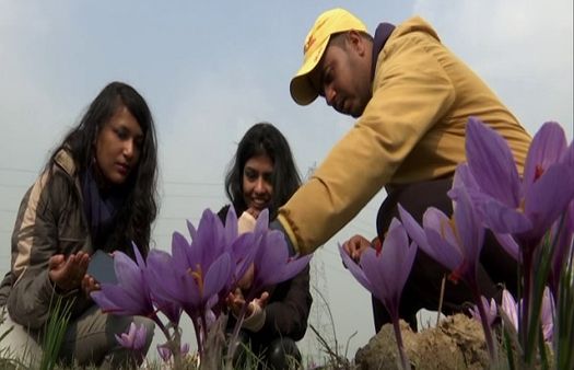 कश्मीर में टूटा केसर का 30 साल का रिकॉर्ड, इन दिनों ऐसे खिल रहे हैं फूल, कैसे होती है खेती?