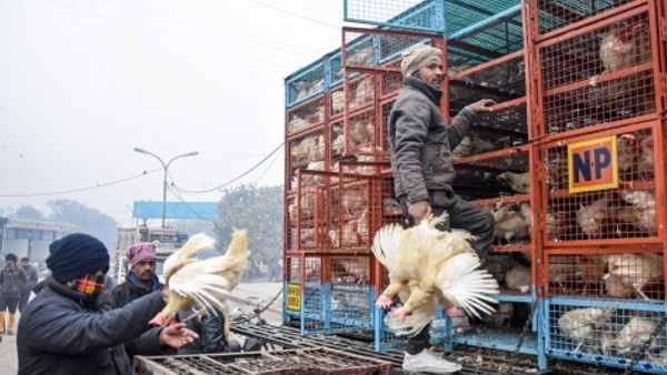 केरल के अलाप्पुझा में बर्ड फ्लू की दस्तक, बड़ी संख्या में बत्तखों को मारेगा प्रशासन