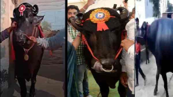 कैसे 'ब्रांड' बन चुके हैं हरियाणा के मुर्रा भैंसे, इन करोड़पति भैंसों के बारे में जानिए