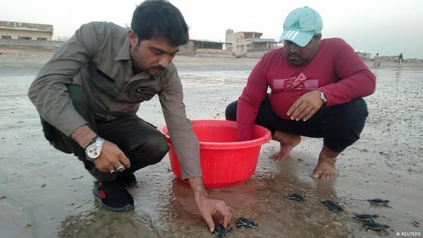 पाकिस्तानी तटों पर हरे कछुओं की बढ़ती आबादी