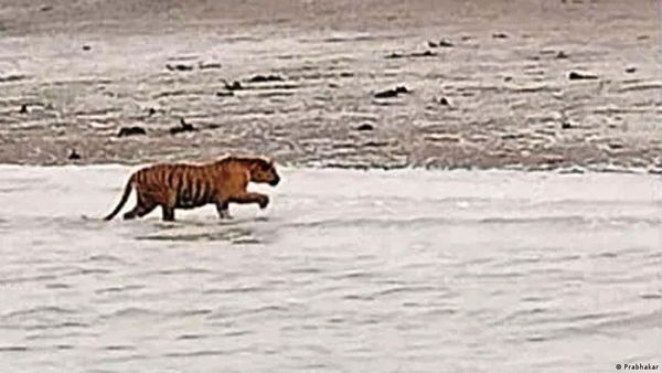 एक दशक में सबसे ज्यादा बाघ 2021 में मरे