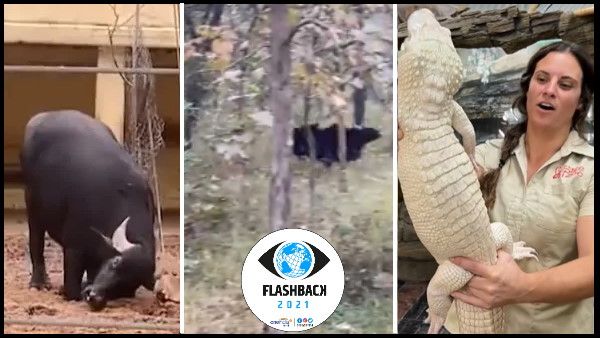 Flashback 2021: इस साल वायरल हुए ये टॉप वाइल्डलाइफ Videos, लोगों ने खूब किया पसंद