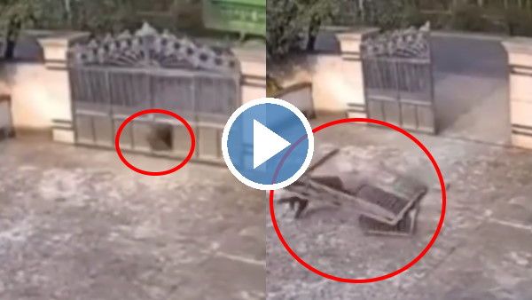 Watch Video: ये सूअर है या फौलाद, एक झटके में तोड़ दिया भारी-भरकम लोहे का गेट, हुए तीन टुकड़े