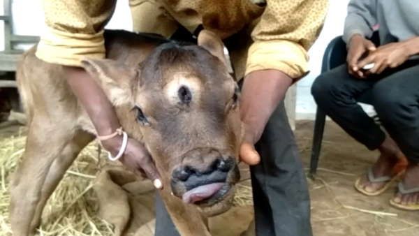 मकर संक्रांति के दिन जन्मा तीन आंखो वाला बछड़ा ,लोग मान रहे शिव का रूप