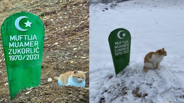 वफादारी हो तो ऐसी, भीषण ठंड में मालिक की मौत के 2 महीने बाद भी कब्र छोड़ने को तैयार नहीं बिल्ली