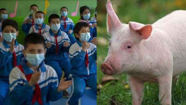 चीन का अजीबोगरीब कारनामा: टॉपर्स को किताबों की जगह दिए सूअर के बच्चे, ये है वजह