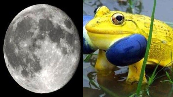 आर्टिफिशियल सूरज के बाद अब चीन ने बना दिया 'नकली चंद्रमा', वहां मेंढकों के साथ कर रहा ये काम