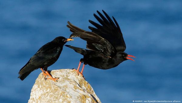 इंग्लैंड: शिकार के लिए पक्षी बचे रहे, इसलिए जंगली कौवे कत्ल किए जाएंगे