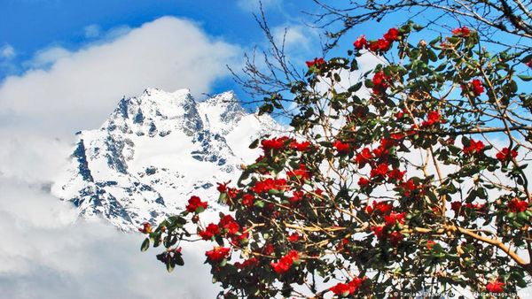 शोध में दावा: बुरांश की पंखुड़ियों में छिपी है कोरोना की दवा