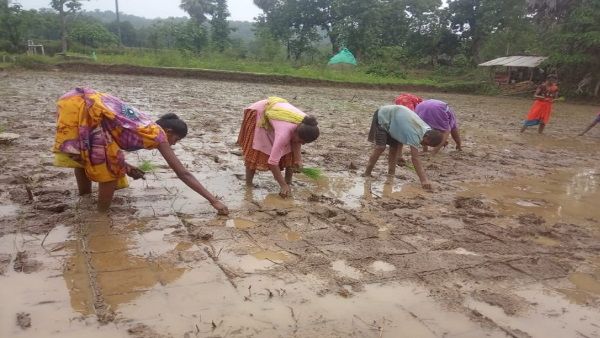बेमौसम बारिश ने किया किसानों का नुकसान, फसल चौपट ,धान खरीदी भी प्रभावित