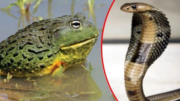 Watch Video: सांप को एक झटके में सफाचट कर गया मेंढक, देखिए कैसे शिकारी खुद बन गया शिकार