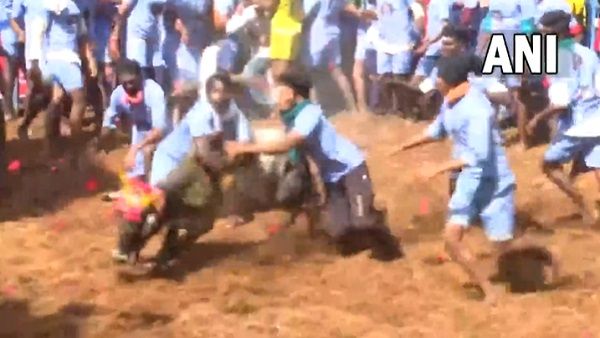 तमिलनाडु के मुदैर में 'जल्लीकट्टू' प्रतियोगिता के दौरान 1 व्यक्ति की मौत, बैल और सांड के हमले में 80 लोग घायल