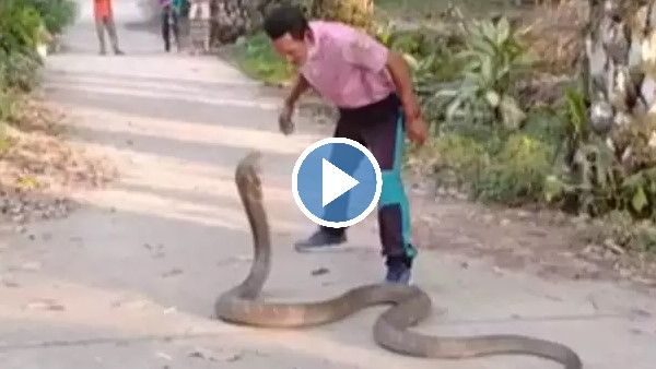 Watch: किंग कोबरा को नंगे हाथों से पकड़ने चला था शख्स, Video में देखें इस जानलेवा कोशिश का अंत