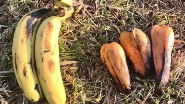 जलवायु परिवर्तन: नकली केला जो साबित हो सकता है असली 'सुपरफ़ूड': क्या ख़ास है 'एनसेट' में?