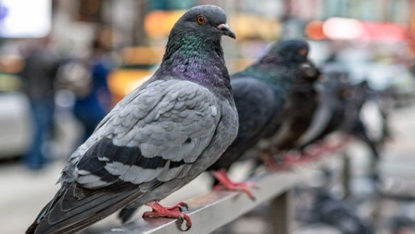 राजस्थान के इस शहर में करोड़पति हैं कबूतर, 126 बीघा जमीन और 27 दुकानों के हैं मालिक