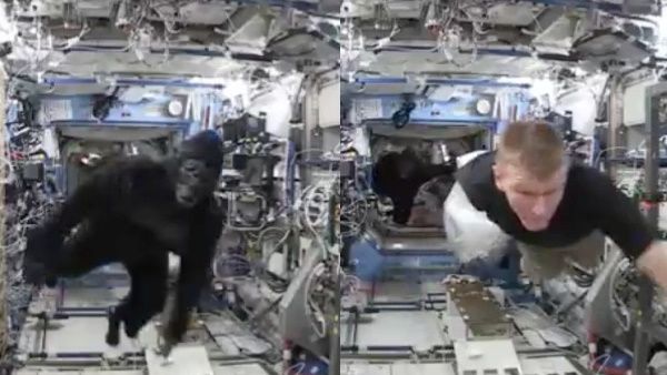 VIDEO:स्पेस स्टेशन के अंदर घुसा 'गोरिल्ला', जान बचाने के लिए भागता दिखा एस्ट्रेनॉट