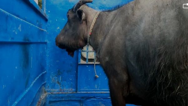 Madhya Pradesh : गुना के जंगल में चर रही भैंस के मुंह में फटा बारूद, धमाके के साथ उखड़ा जबड़ा