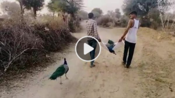साथी मोर की मौत पर 'अंतिम संस्कार' में शामिल हुआ दूसरा मोर, देखें Peacock का वायरल VIDEO