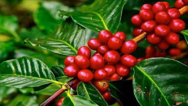 रायपुर और दिल्ली में खुलेगा बस्तर कैफे, दरभा की कॉफी को मिलेगी देश में अलग पहचान