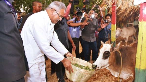 पहले गोबर से बनाई खाद ,अब गौमूत्र से कीटनाशक बनाएगी छत्तीसगढ़ की भूपेश बघेल सरकार !