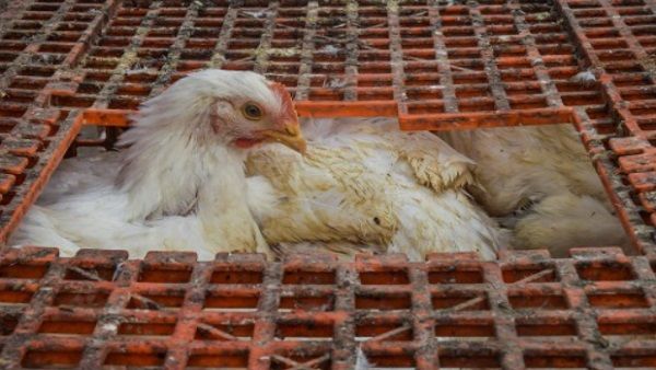 Bird Flu: कैसे फैलता है बर्ड फ्लू, लक्षण, रोकथाम, जानें इस वायरस के बारे में हर जानकारी