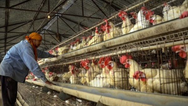 कोरोना के बाद अब महाराष्ट्र में बर्ड फ्लू की दस्तक, ठाणे और पालघर में 25000 मुर्गियों को मारने का फैसला