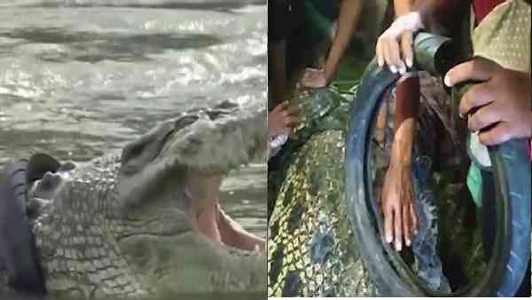 Watch Video: 6 साल से एक घड़ियाल की गर्दन में फंसा था मोटरसाइकिल का टायर, कैसे निकाला गया देखिए