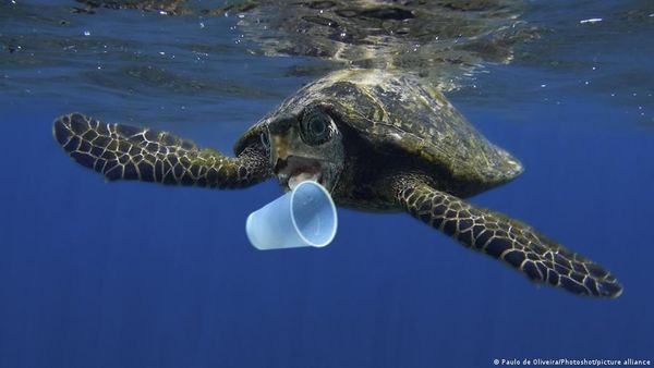 प्लास्टिक के बैग और ढक्कनों को क्या समझकर खा जाते हैं कछुए