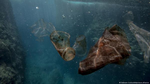 समंदर के हर हिस्से में दाखिल हो चुका है प्लास्टिक, 88% प्रजातियां प्रभावित