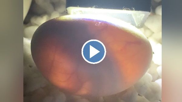 VIDEO: सांप पकड़ने वालों को जंगल में मिले 'एलियन जैसे अंडे', अंदर पल रहा दुनिया का सबसे जहरीला जीव!