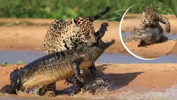 हूबहू तेंदुए जैसा दिखता है ये ताकतवर जानवर, एक ही झटके में किया विशालकाय मगरमच्छ का शिकार