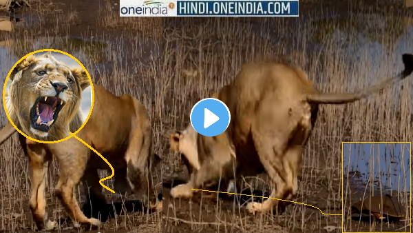 VIDEO: 3 शेर-शेरनी ने खूब की 1 कछुए के शिकार की कोशिश, फिर भी बच गया, देखिए कैसे?
