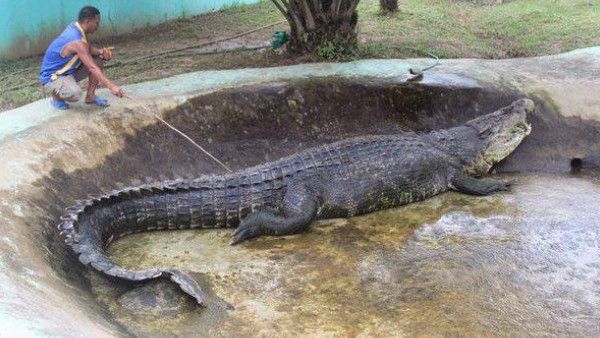दुनिया के सबसे खूंखार मगरमच्छ की स्ट्रेस लेने से हो गई थी मौत, 12 साल की बच्ची को निगल गया था जिंदा