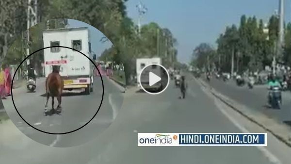 घोड़ी बहनों के अनूठे प्यार का Viral Video, एक बीमार हुई तो दूसरी एम्बुलेंस के पीछे 8 KM दौड़ पहुंची अस्पताल