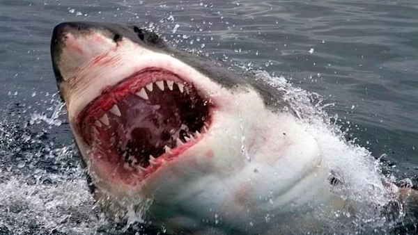 खौफनाक! समुद्र में तैर रहे शख्‍स के शार्क ने किए टुकड़े, बीच पर Video बना रहे लोग चिल्लाते रहे हेल्प-हेल्प