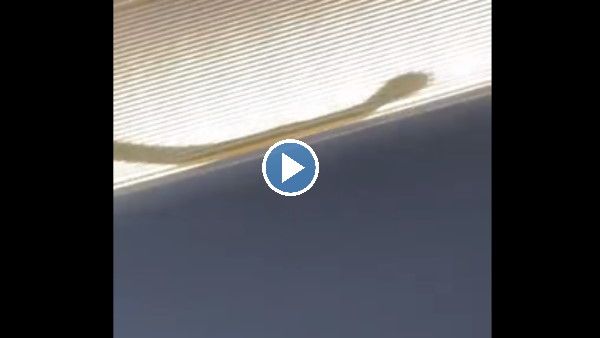 Watch Video: यात्रियों के साथ प्लेन में छिपा बैठा था खतरनाक सांप, बीच आसमान विमान में मची खलबली