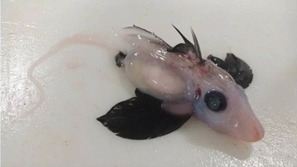 न्यूजीलैंड में मिली बेहद दुर्लभ Baby Ghost Shark, अंडों की जर्दी से भरा हुआ था पेट, पानी की तरह पारदर्शी