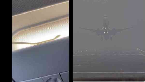 AirAsia के विमान में सांप देखकर यात्रियों में हड़कंप, करनी पड़ी इमरजेंसी लैंडिंग, देखिए Video