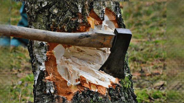 छत्तीसगढ़ में पेड़ काटना हुआ आसान ,सरकार ने किये नियम सरल