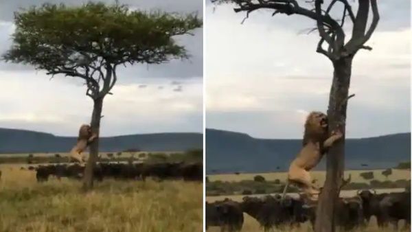 इस जानवर के डर से पेड़ पर चढ़ा जंगल का राजा, शेर को जान बचाना हुआ मुश्किल