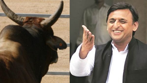 'सफर में सांड़ तो मिलेंगे, जो चल सको तो चलो...', अखिलेश ने शेयर किया VIDEO, बोले - बड़ा कठिन है यूपी में सफ़र