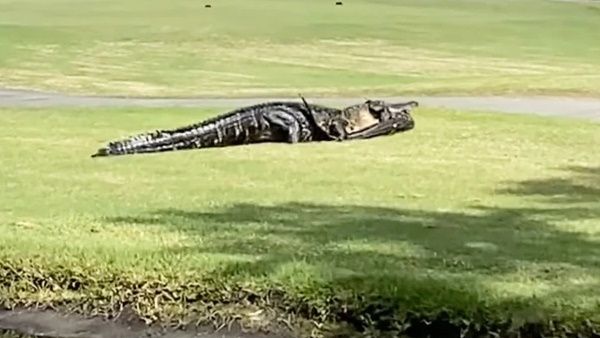 प्रेमिका के साथ गैर मगरमच्छ को देख बौखलाया 20 फीट का दैत्य, पानी से बाहर निकल किया ये बुरा हाल