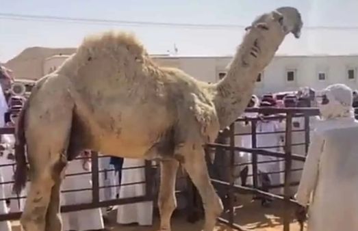 Camel Tears: ऊंटनी के दूध ही नहीं, आंसू भी है बेशकीमती, जानें क्यों हैं इतने खास