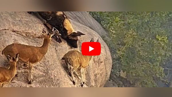 Watch Video: जंगली कुत्तों से बचने के लिए चट्टान के बिल्कुल किनारे पहुंच गए मृग, क्या बच पाई जान?