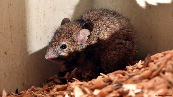 मर्दों के गर्भनिरोध की गोली चूहों में 99 फीसदी कामयाब